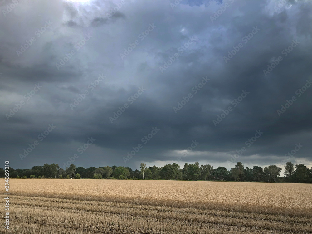 Grain field. Rain clouds. Threatning Thunderclouds. Havelte Drenthe Netherlands. Holtingerveld.