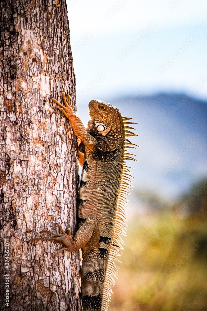 Fototapeta premium lizard on a tree