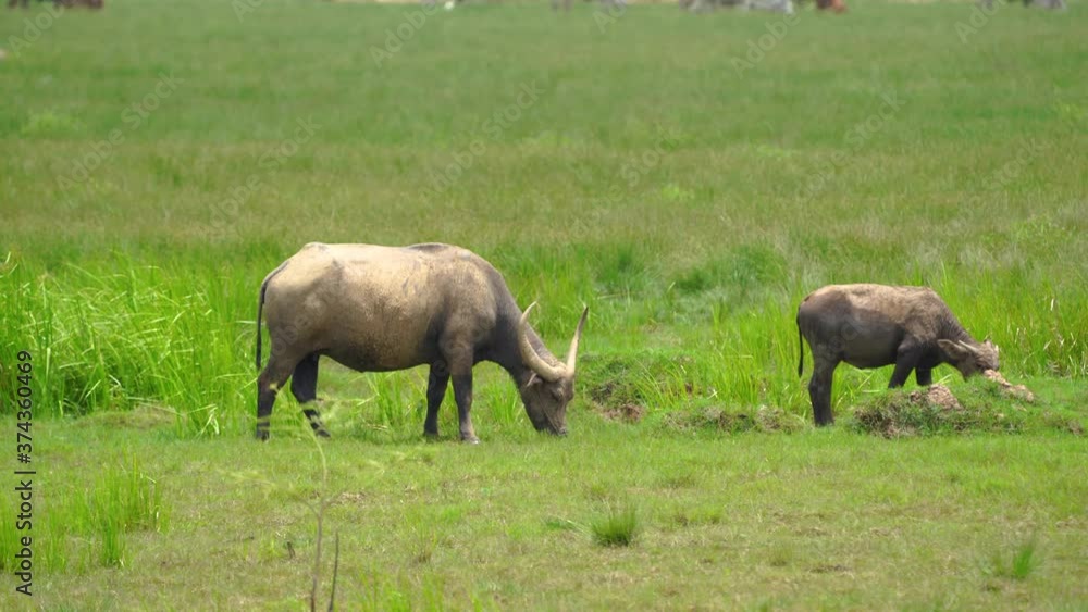 Thai buffalo eating grass in contry. Thai buffalo eating grass in contry.