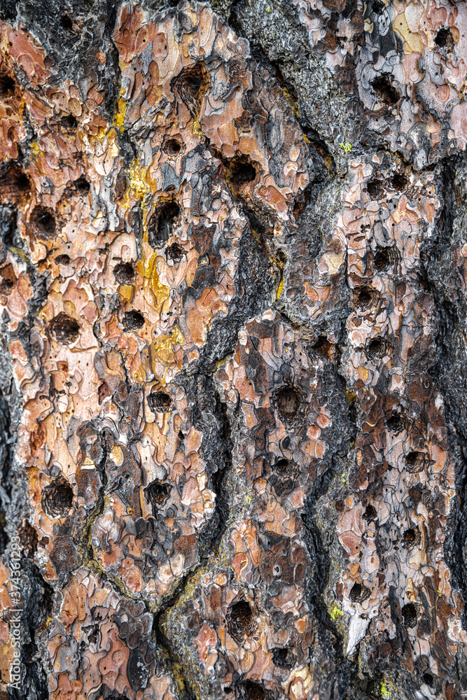 Perforated Bark of a Dead Douglas Pine Tree, Turnbull National Wildlife Refuge,WA Perforated Bark of a Dead Douglas Pine Tree, Turnbull National Wildlife Refuge,WA