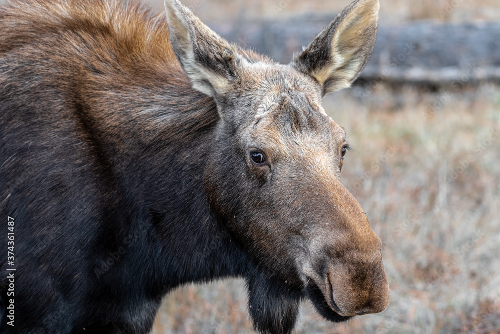 Moose (Alces alces) in Turnbull, National Wildlife Refuge, WA Moose (Alces alces) in Turnbull, National Wildlife Refuge, WA