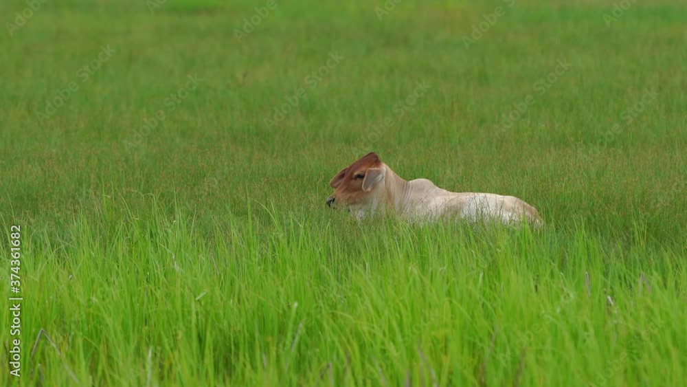 The calf sleeps in the green meadow. The calf sleeps in the green meadow.
