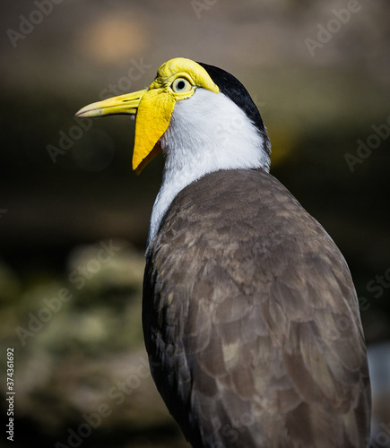 Austrailian Masked lapwing with yellow beak and head facing left photo
