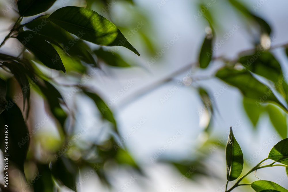 Obraz premium Green ficus leaves against the sky, macro, bokeh