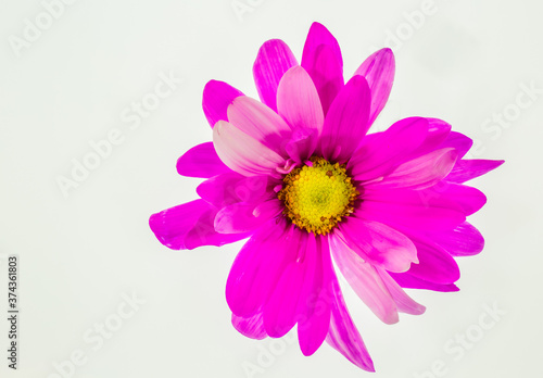 Bright pink astor isolated on white background