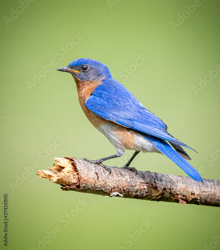 Classic pose of the beautiful blue colors of the North Carolina blue bird. © Jo