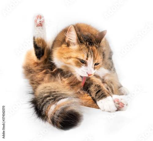 Vászonkép Isolated cat licking itself in sitting position with tongue out
