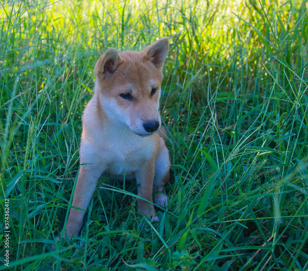 Shiba Inu puppy looks like a little fox
