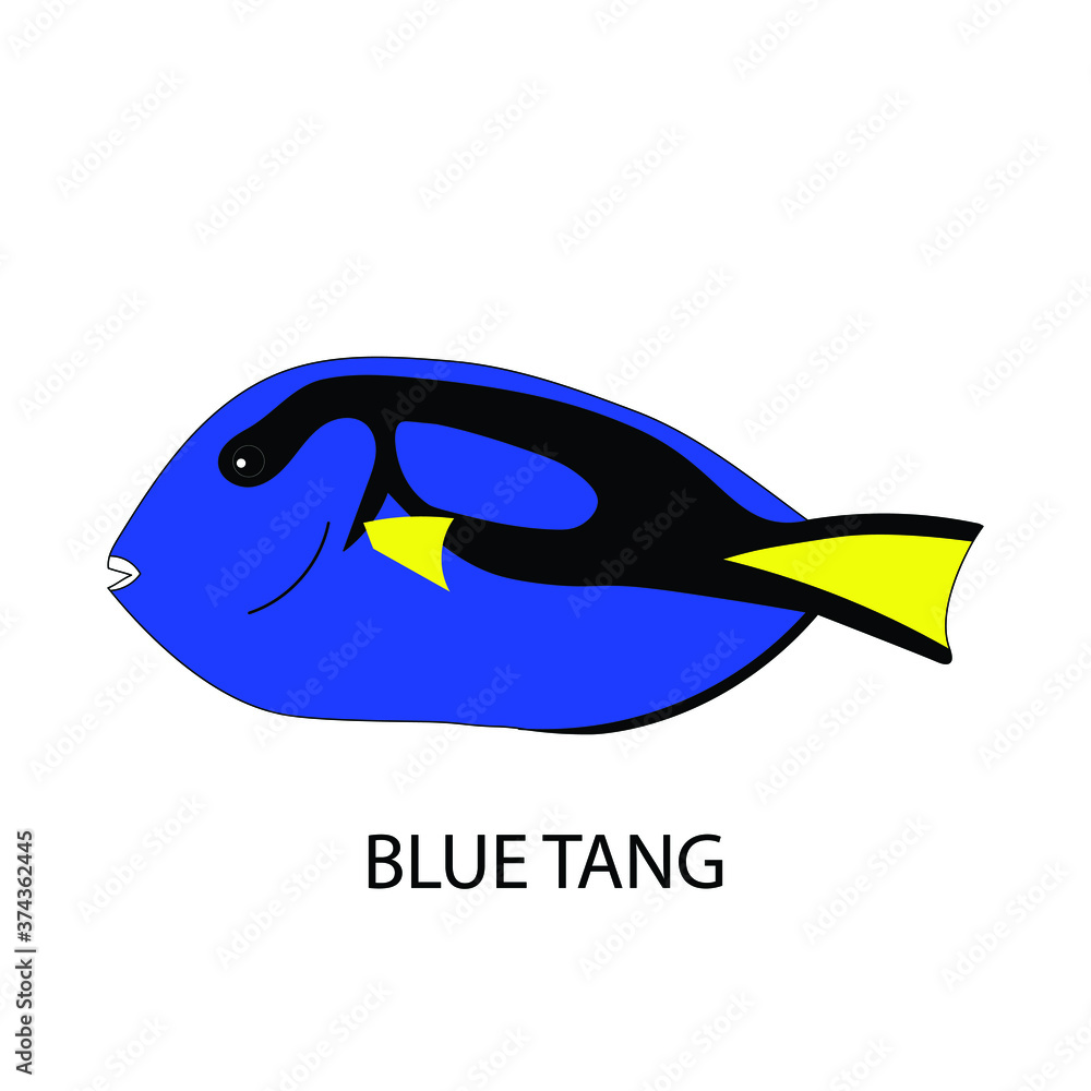 Powder Blue Tang (Acanthurus leucosternon). Fish isolated on a white background. Vector illustration. Powder Blue Tang (Acanthurus leucosternon). Fish isolated on a white background. Vector illustration.