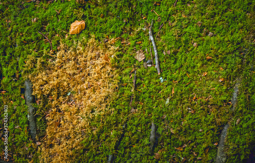 musgo textura otoño