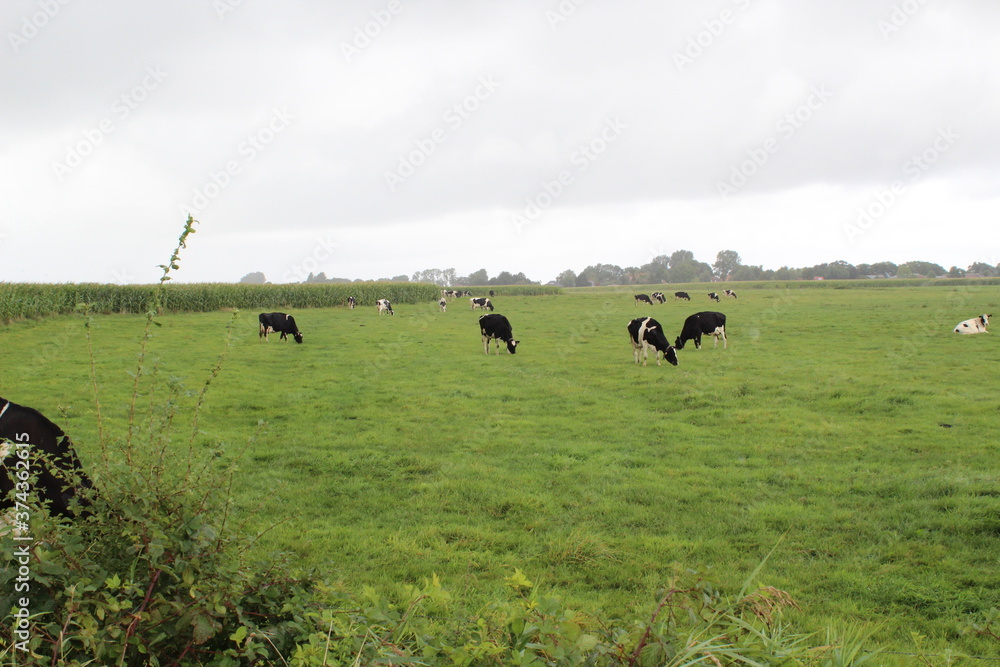 In East Friesland / Germany, black and white cows graze on the green pasture
