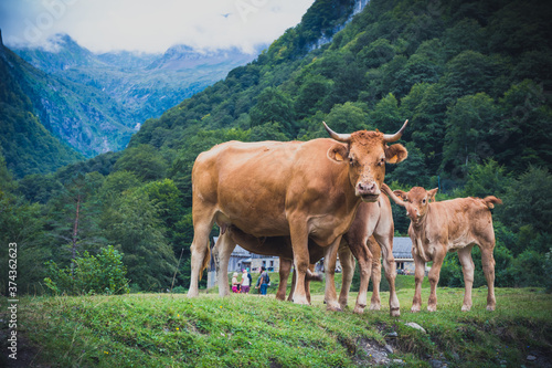 vacas cruzando rio de montaña