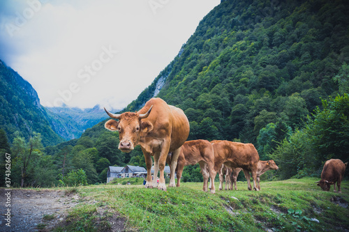 vacas cruzando rio de montaña