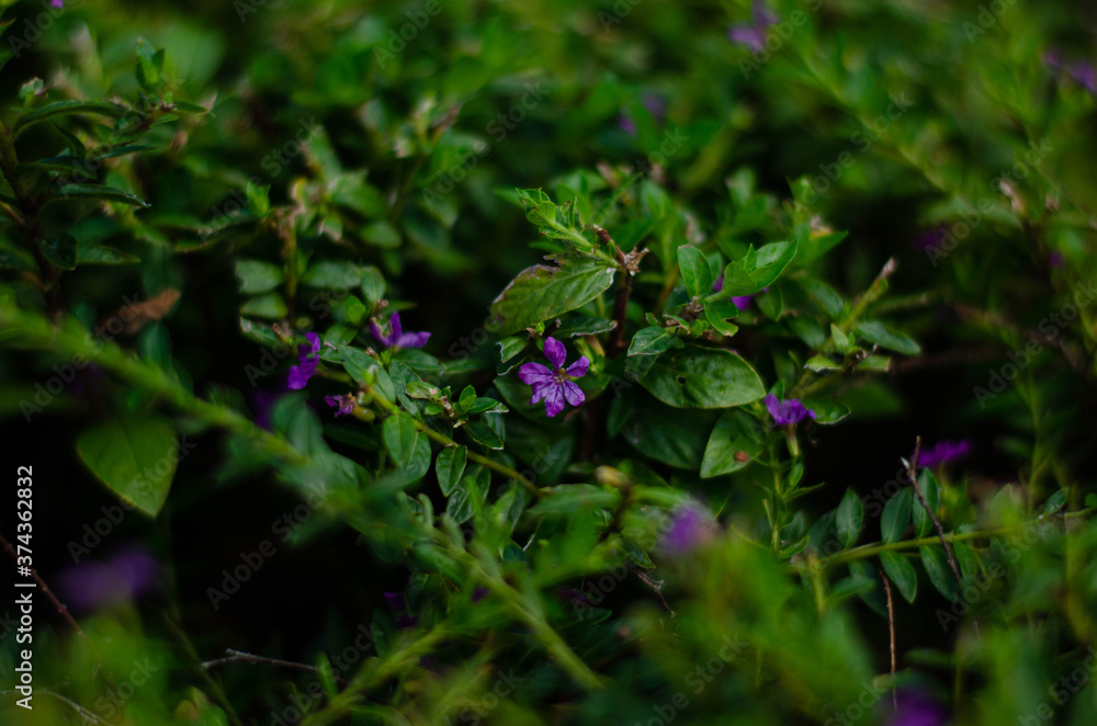 Obraz premium purple flowers with leaves in the forest