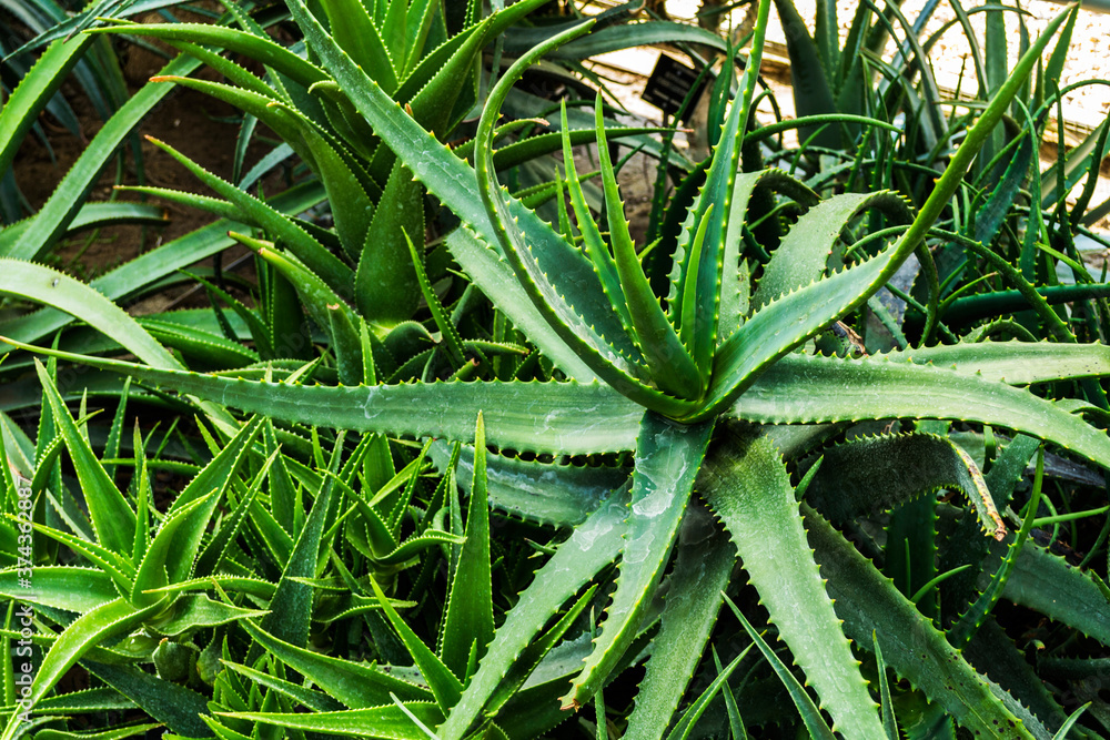 Macro view of Aloe vera plant, succulent plant species that is probably native to North Africa. Macro view of Aloe vera plant, succulent plant species that is probably native to North Africa.