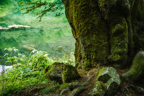 árboles en lago de montaña