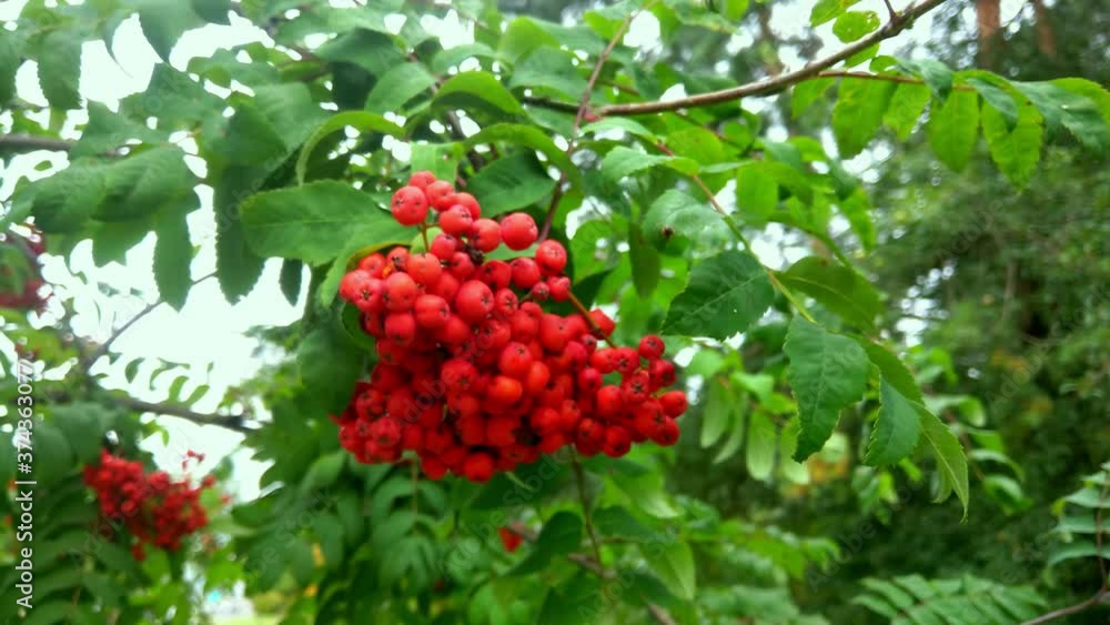A branch of a red rowan tree sways in the autumn wind. A branch of a red rowan tree sways in the autumn wind.