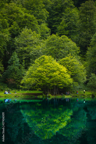árboles en lago de montaña