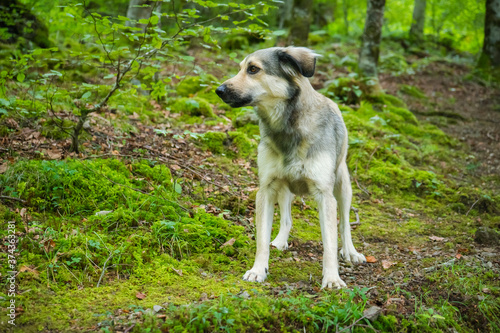 cachorro en bosque