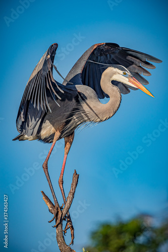 Canvastavla Great blue heron with wings spread wide