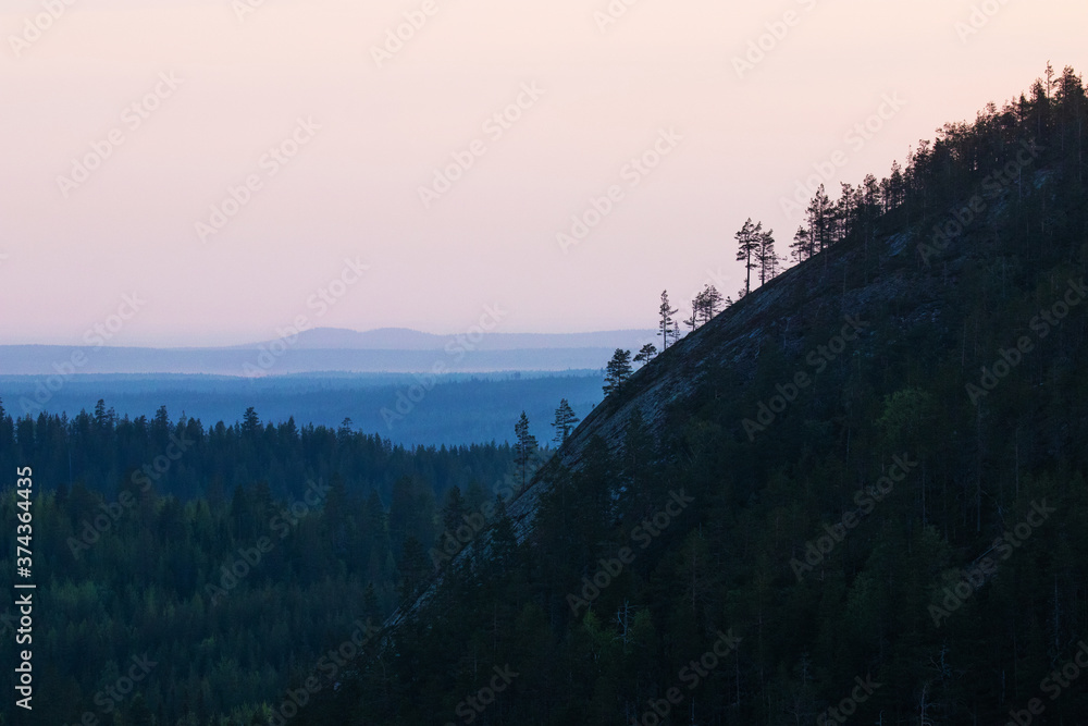 Conifer trees growing on a steep rocky hillside in taiga forest of Northern Finland near Kuusamo. 