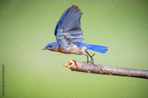 North Carolina blue bird takes flight