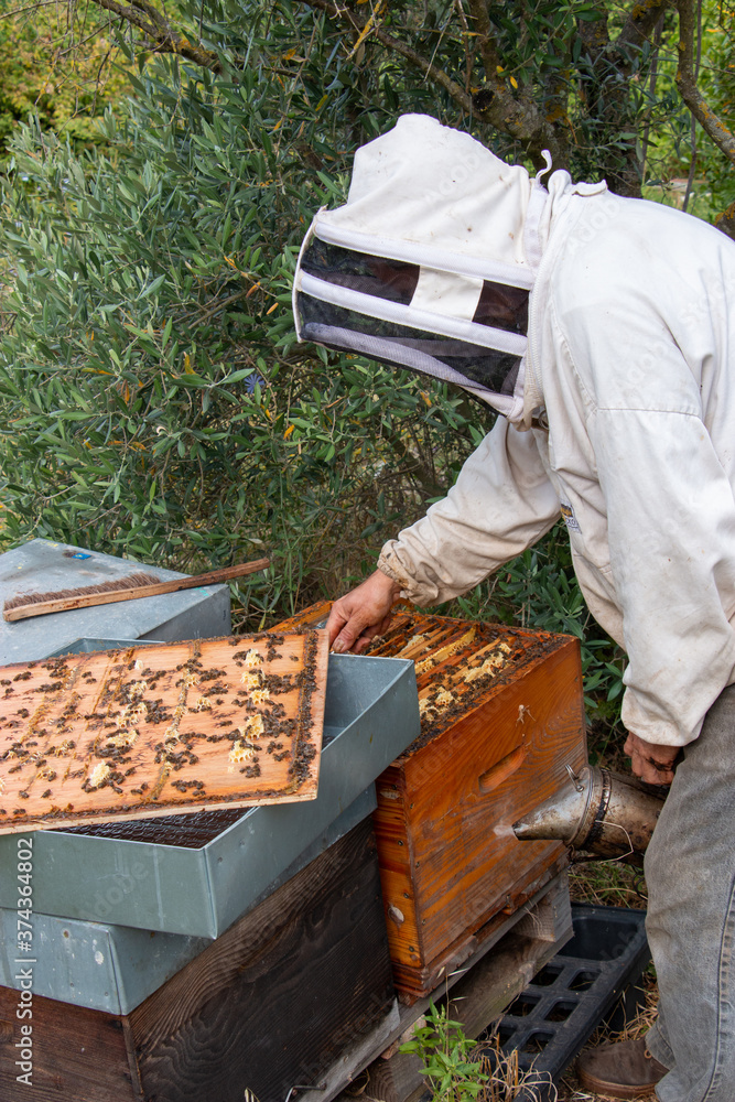La récolte du miel chez un apiculteur La récolte du miel chez un apiculteur