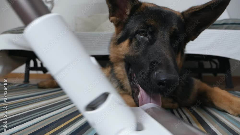 Vacuuming the house, next to it lies a German shepherd funny watching the movement of the vacuum