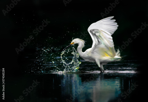 Snowy white egret splashing water while fishing