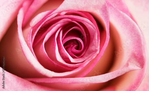It's a beautiful pink rose. Close-up.