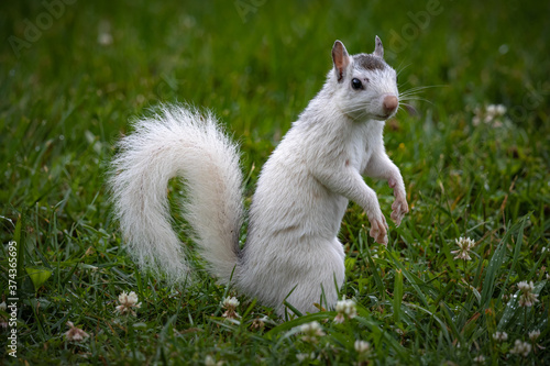 White squirrel of North Carolina stands on hind legs looking right