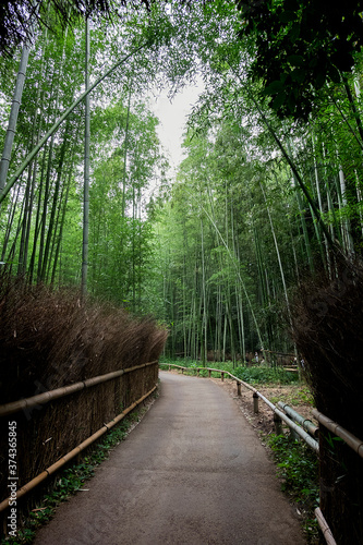 Fototapeta Naklejka Na Ścianę i Meble -  Arashiyama bamboo forest 