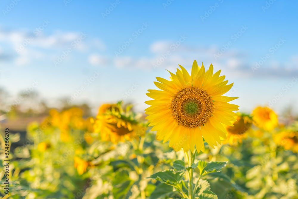 Sunflowers texture and background for designers. Macro view of sunflower in bloom. Organic and natural flower background. Sunflowers texture and background for designers. Macro view of sunflower in bloom. Organic and natural flower background.