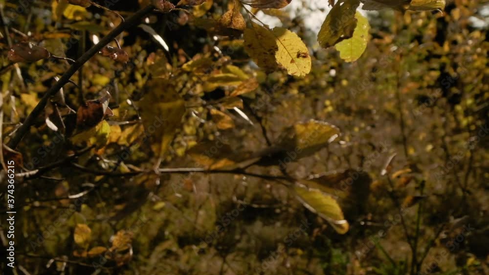 Branch bright orange autumn leaves moving swinging in the wind Branch bright orange autumn leaves moving swinging in the wind
