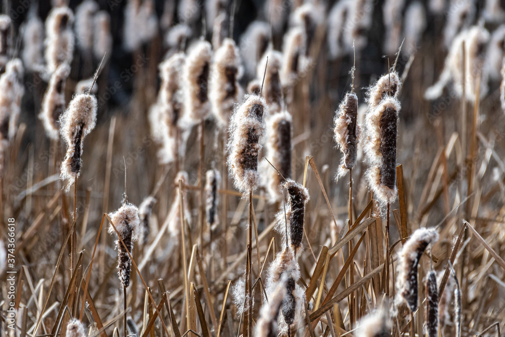 Fototapeta premium Broadleaf Cattail (Typha latifolia), Turnbull National Wildlife Refuge,WA