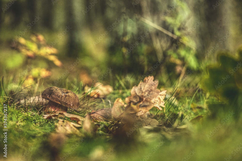 Fototapeta premium Grzybek