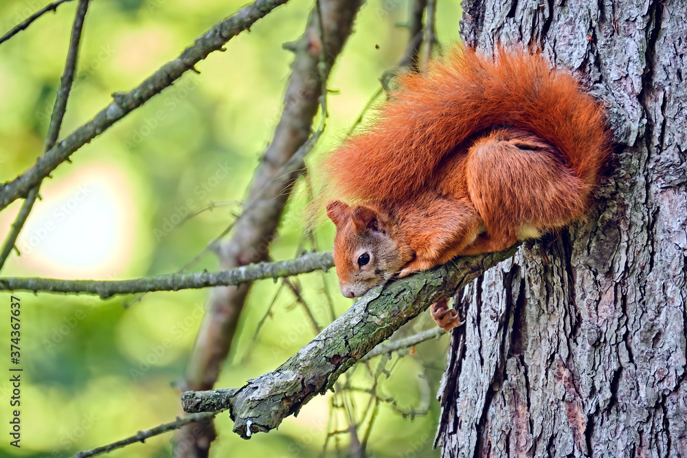 Eurasisches Eichhörnchen ( Sciurus vulgaris ). Eurasisches Eichhörnchen ( Sciurus vulgaris ).