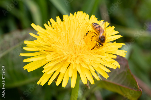 A Bee Pollinates a Bright Yellow Dandelion Flower at Stroud Preserve, Chester County, Pennsylvania, USA