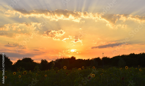 sunset over the sunflower field.