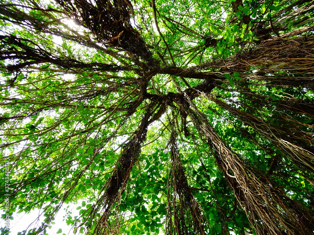Banyan Tree Stock Photos, Images and Backgrounds for Free Download