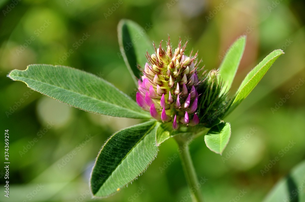 trefolium medium macro close up closeup view to Clover (trefoil) trefolium medium macro close up closeup view to Clover (trefoil)