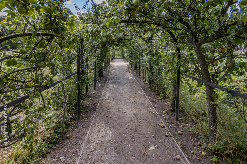 Dirt path between a tunnel formed by lush pear trees in the Ursulintuin garden in Sittard, deep perspective, sunny summer day in South Limburg, Netherlands Dirt path between a tunnel formed by lush pear trees in the Ursulintuin garden in Sittard, deep perspective, sunny summer day in South Limburg, Netherlands