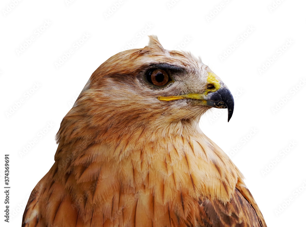 Fototapeta premium beautiful mountain eagle