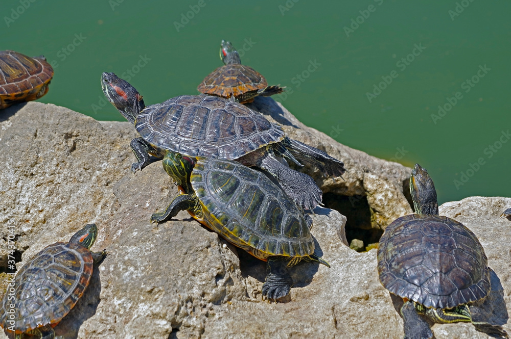 red-eared turtles basking in the sun red-eared turtles basking in the sun