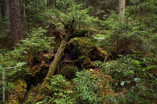 Obraz na plátně Green and lush summery old primeval boreal forest in Estonia, Northern Europe