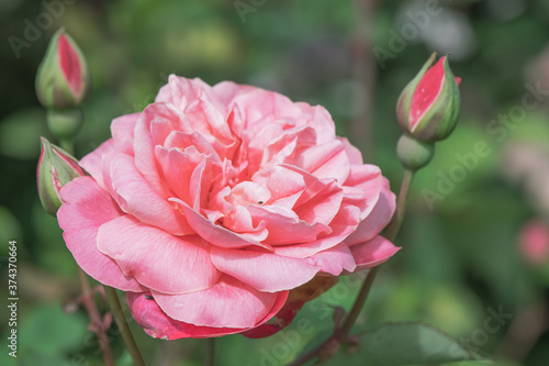 Fototapeta Naklejka Na Ścianę i Meble -  pink rose in garden