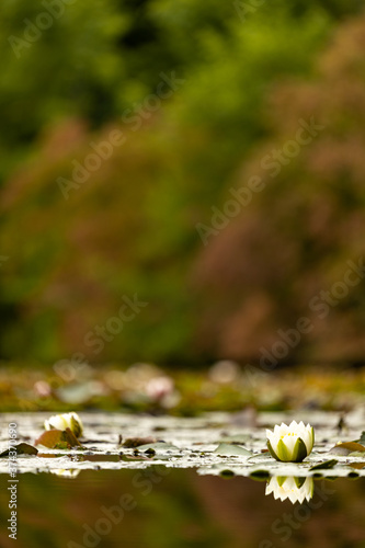 Water lilly in a forrest pond © Johannes