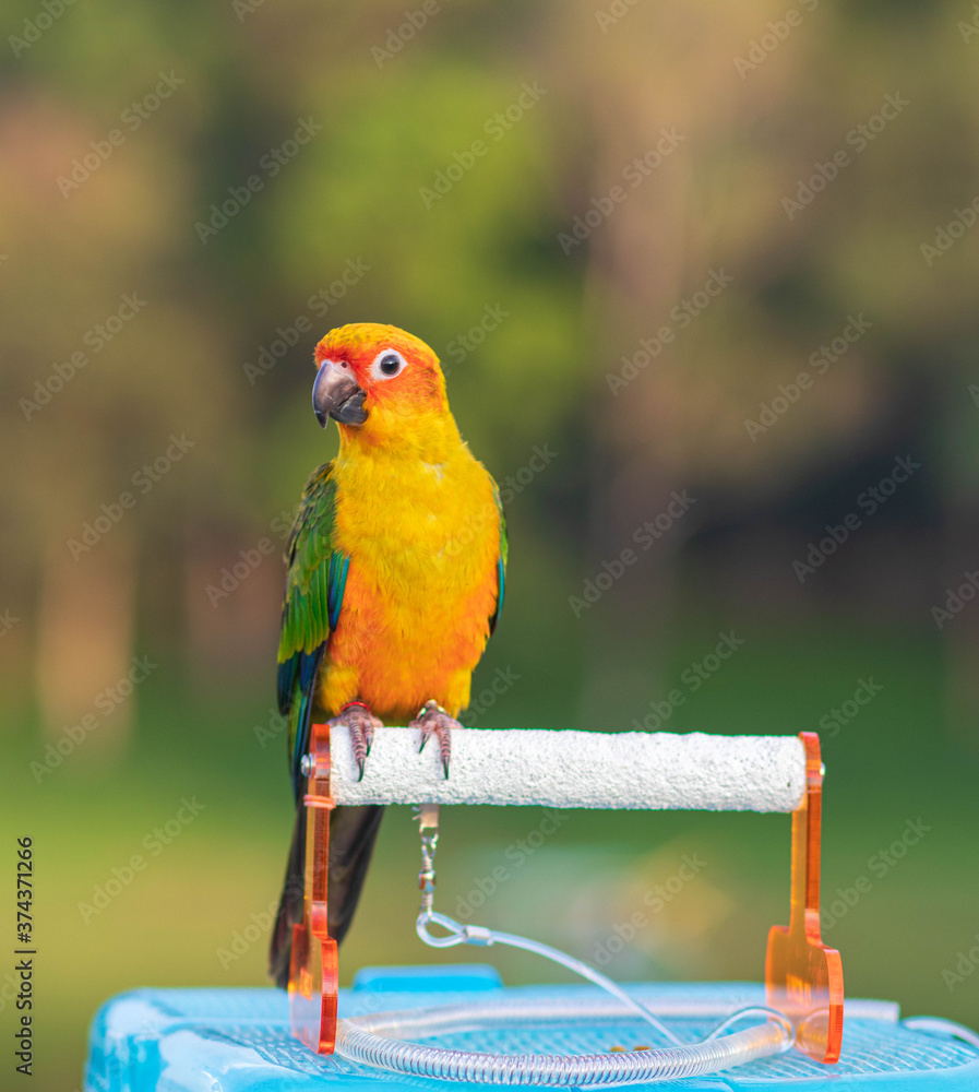 Obraz premium red and yellow macaw bird