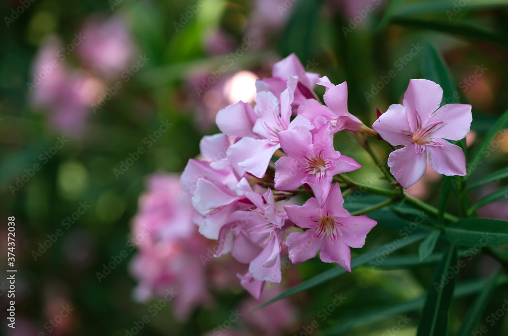 Blooming pink rhododendron in a park. Flower background Blooming pink rhododendron in a park. Flower background