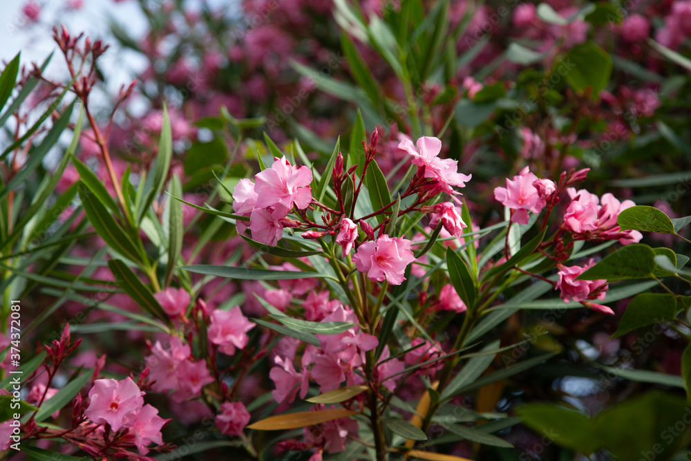Fototapeta premium Blooming pink rhododendron in a park. Flower background